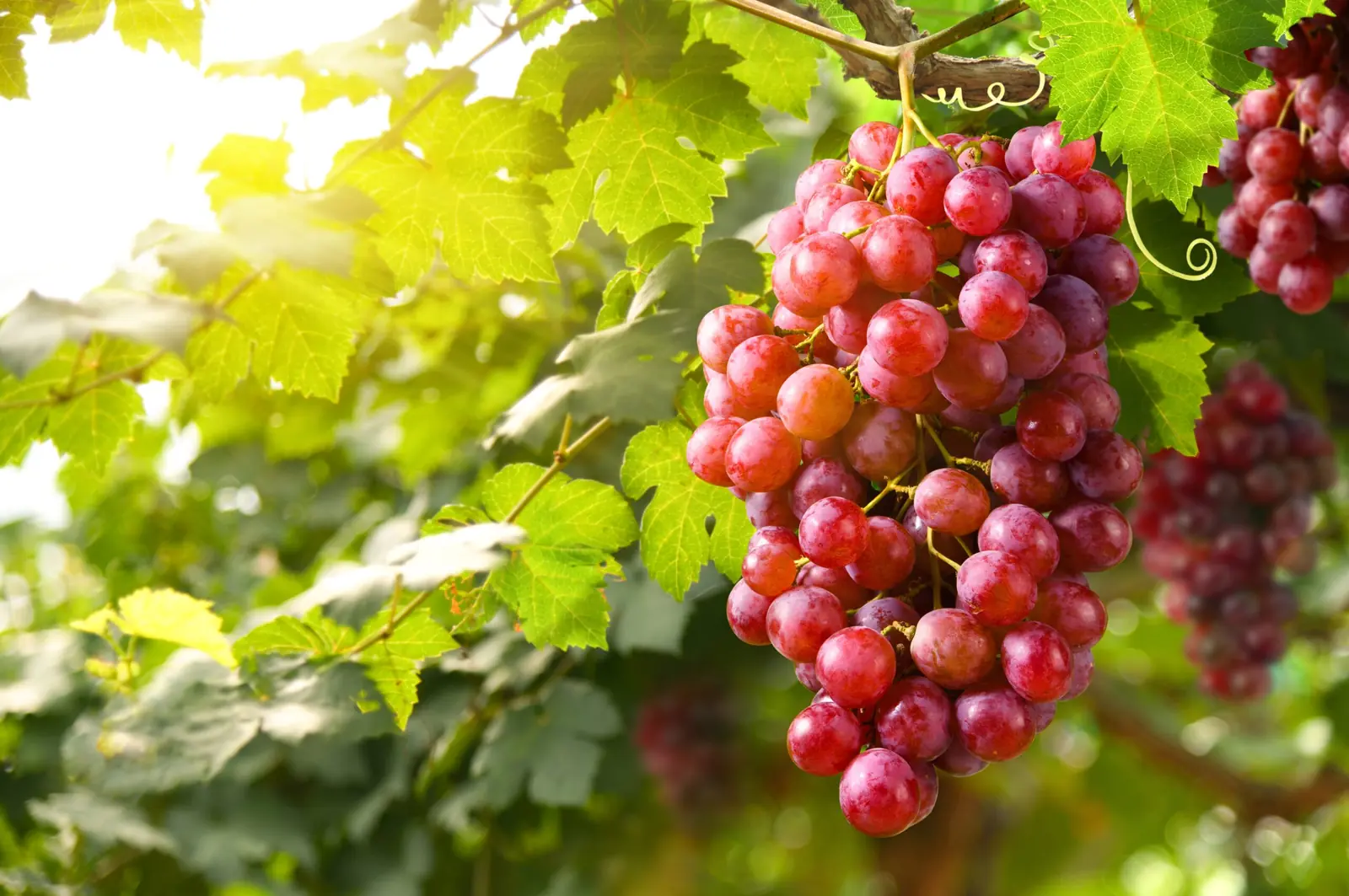 Obavijest vinogradarima: mjere za sprječavanje širenja i suzbijanje zlatne žutice vinove loze